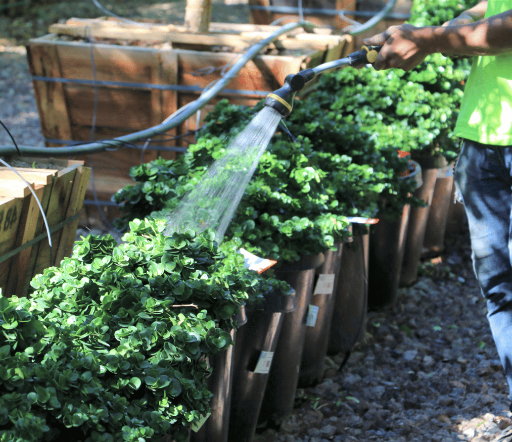 The Art of Winter Watering Essential Tips for Plant Care